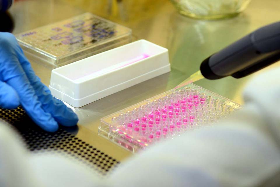 Pesquisadores conseguem bloquear ação do zika em camundongos