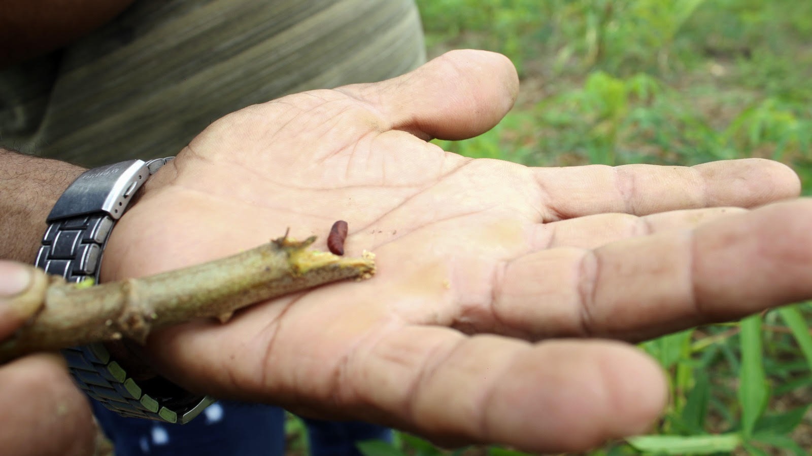 Município dá suporte para controle de pragas em propriedade rural no ramal São Sebastião