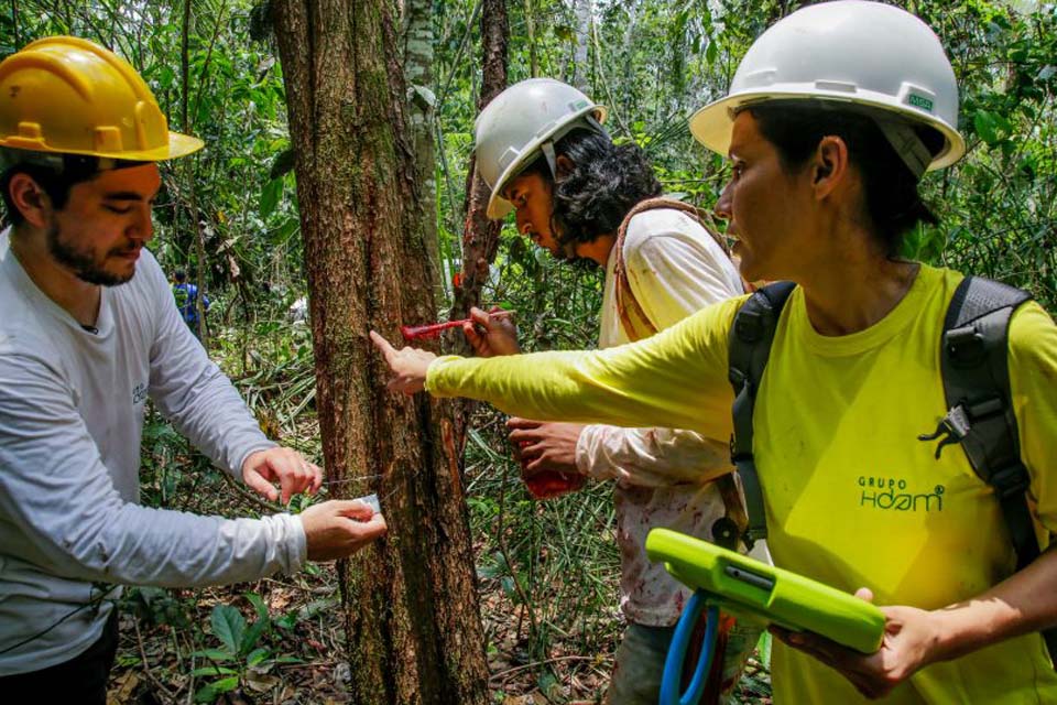 Inventário florestal da Resex do Rio Cautário revela espécies nobres de árvores e plantas medicinais