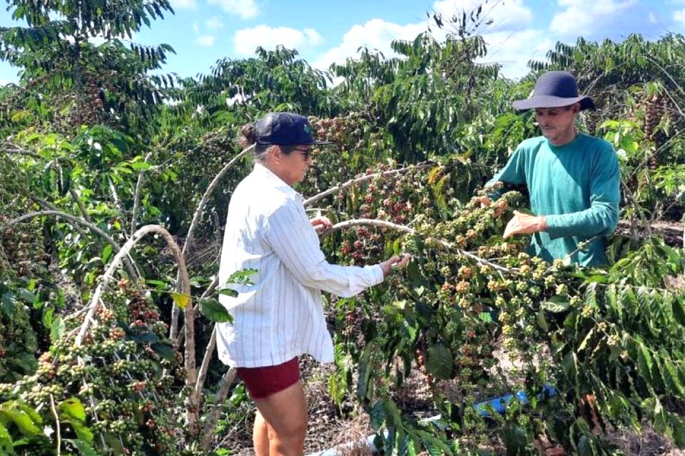 Preços do Café Conilon desapontam produtores devido queda na cotação