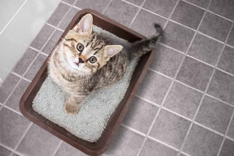 Animais de estimação? Manter a sua casa livre de odores indesejados é possível!