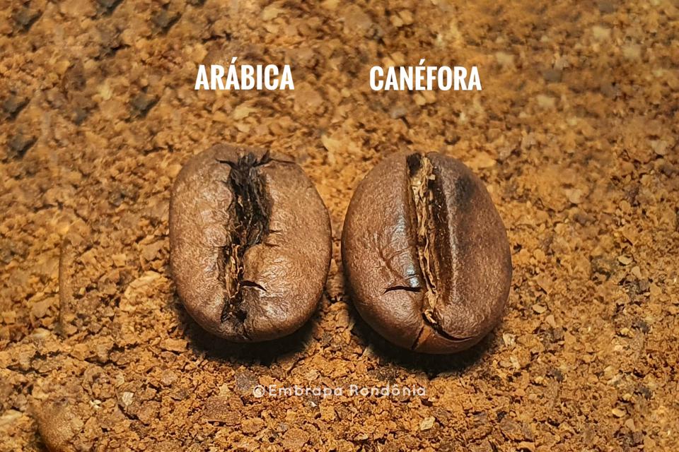 Artigo - Arábica ou canéfora? Não é preciso escolher!