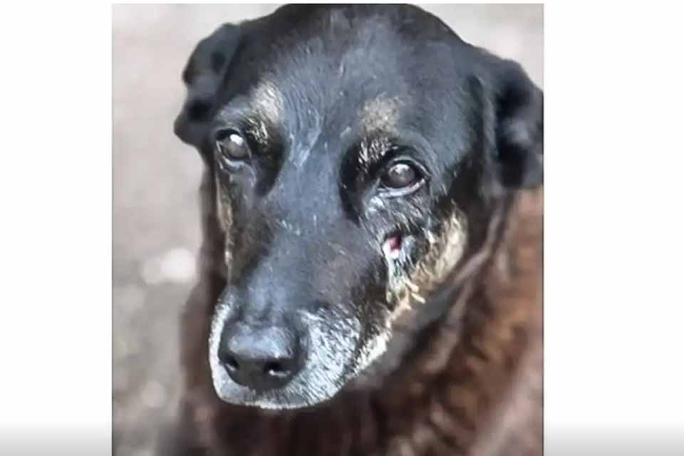 MP de Santa Catarina diz que cão Orelha não foi morto por adolescentes