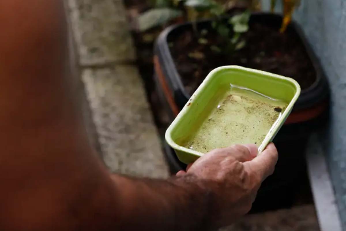 El Niño pode aumentar casos de chikungunya e dengue no Brasil