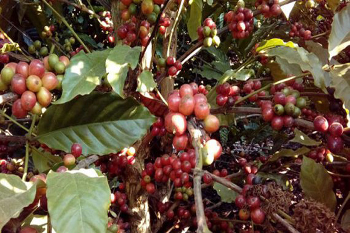 Produção estimada de café clonal deve aumentar em 21,6% em Rondônia