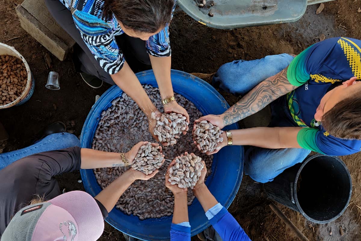 Viveiro Municipal fortalece produção de mudas de cacau e beneficia agricultura familiar em Porto Velho