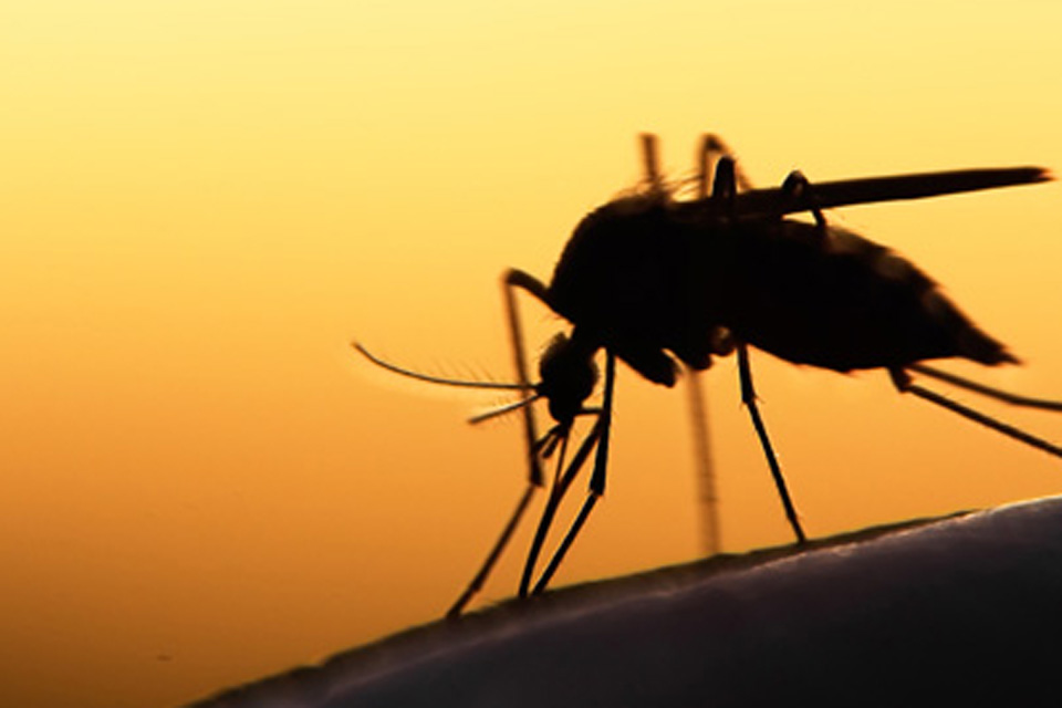 Número de casos de malária aumenta quase 40% em Rondônia nos últimos 3 anos; Segundo relatório, em 2019 foram registrados 9.385 casos da doença
