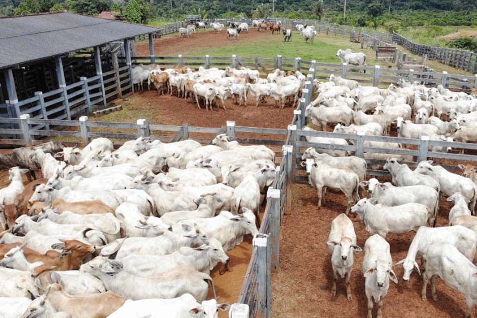 Campanha de declaração de rebanhos fecha com adesão recorde ao sistema online