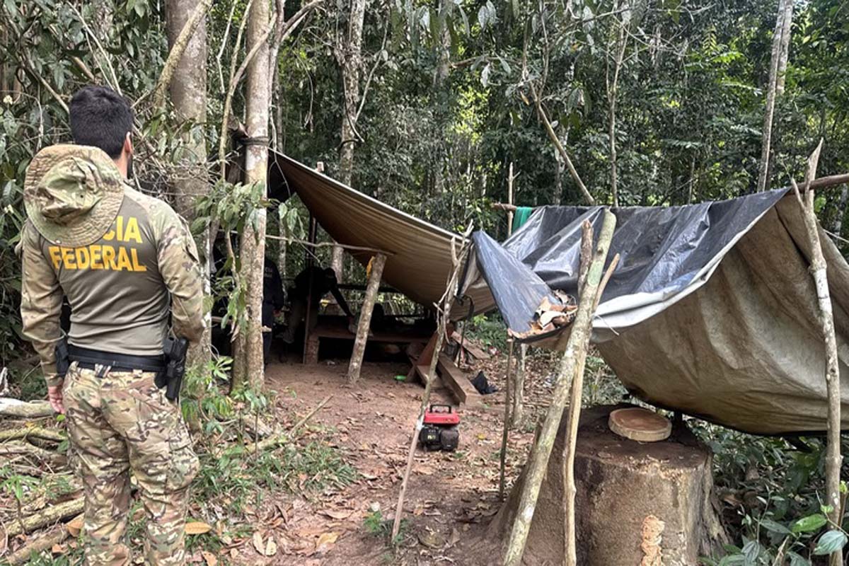 PF combate extração ilegal de madeira em terra indígena