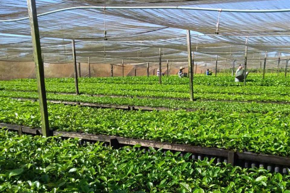 Governo discute alternativas para combater nematoides nas mudas de café nos viveiros de Rondônia