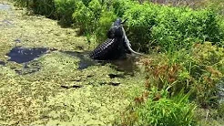 Jacaré é flagrado comendo outro jacaré 