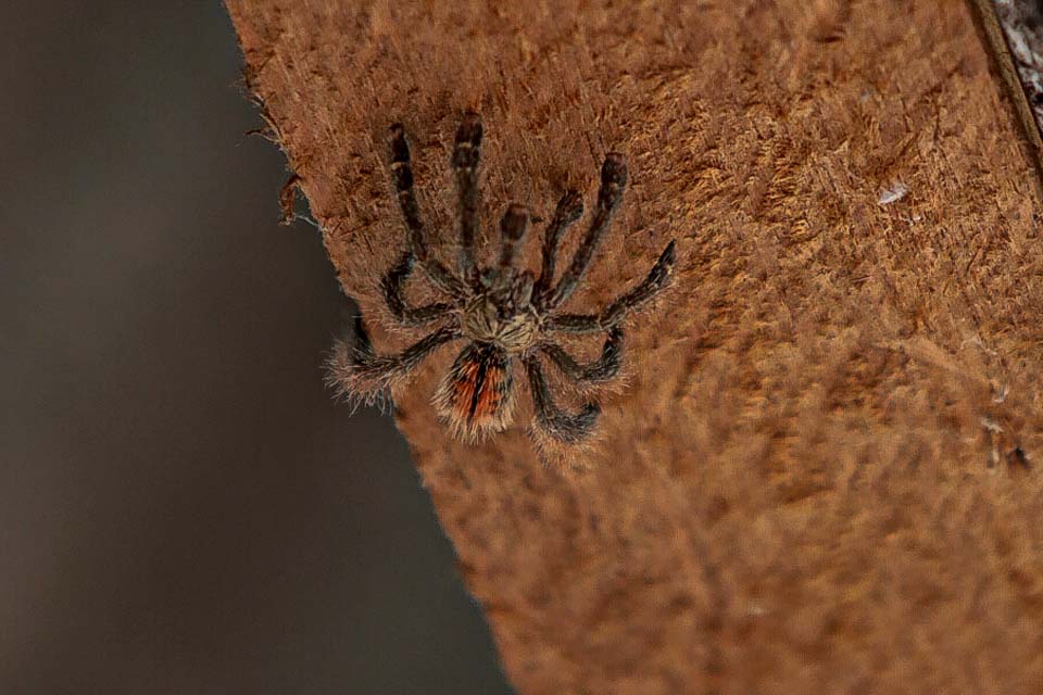 SEMUSA alerta: Cuidados para evitar acidentes com animais peçonhentos devem ser redobrados