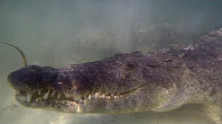 Fotógrafo fica perto de crocodilos perigosos