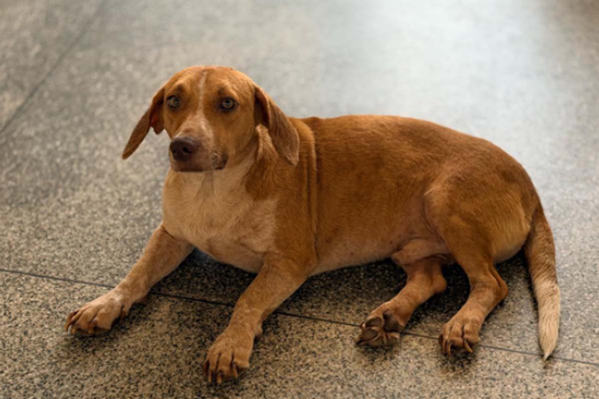 Tuco superou atropelamento e hoje só quer uma família para acolhê-lo