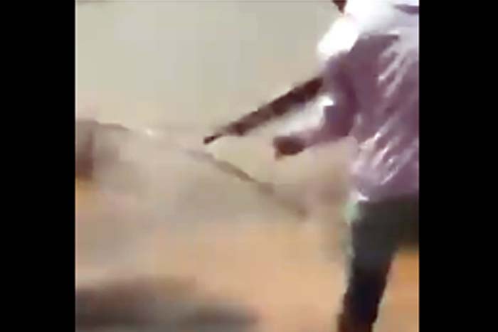 Sucuri flagrada mantando bezerro é morta com tiro de espingarda