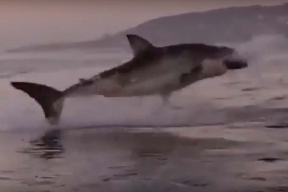 Tubarão branco dá salto impressionante fora de água