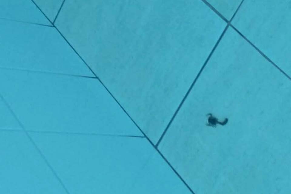 Aparecimento de escorpiões deixa população do município em alerta