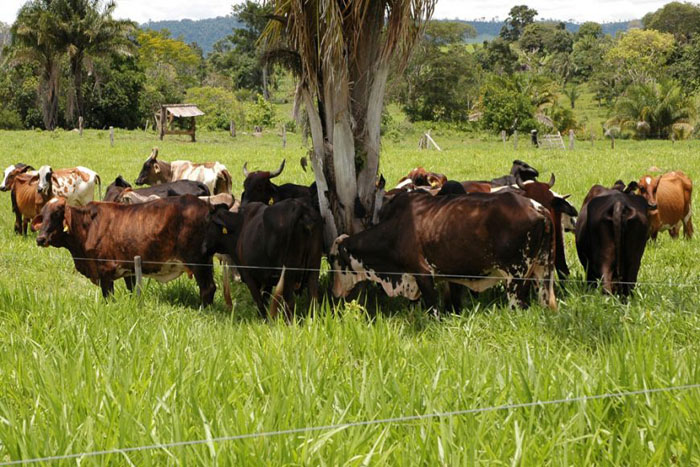 Pecuária leiteira ocupa um terço das propriedade rurais de Rondônia e mantém economia do setor aquecida o ano inteiro