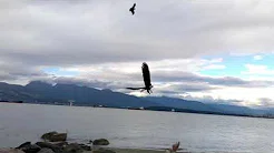 Águia tenta capturar gaivota em praia 