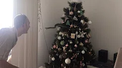 Família se assusta após encontrar cobra em árvore de Natal