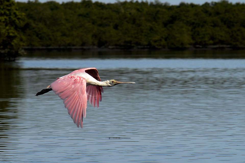 TRF2 derruba liminar que suspendia revogação de resoluções do Conama