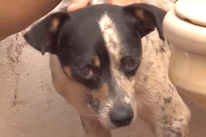Cachorro espera dono que morreu há dois anos
