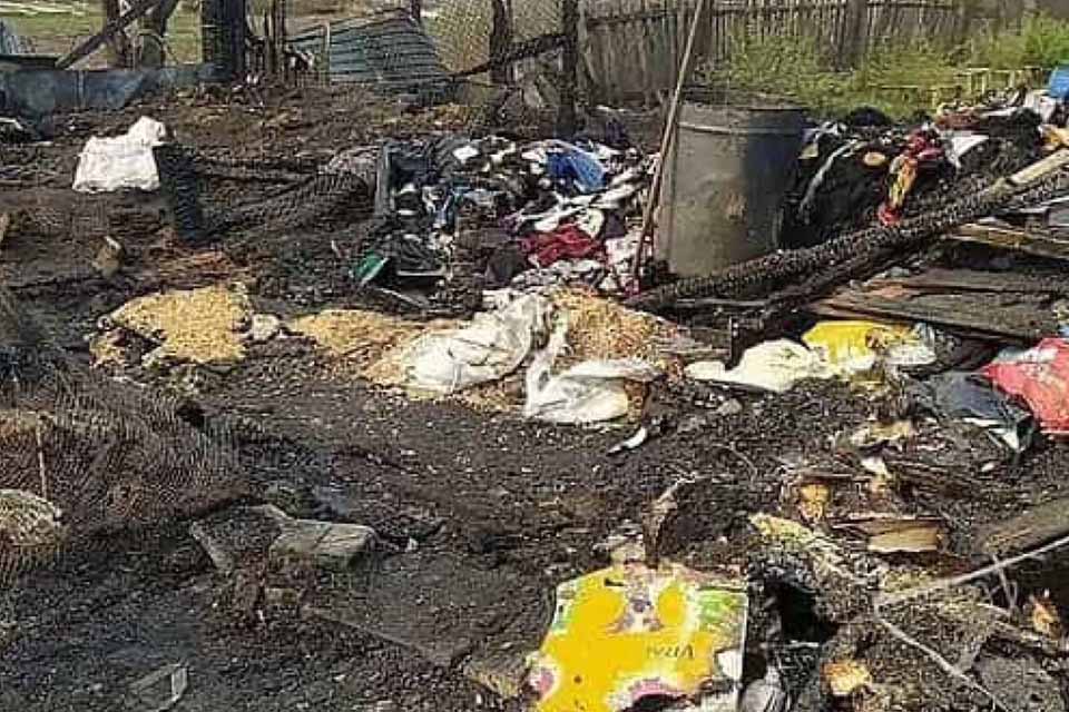 Mais de 30 cães são queimados vivos em abrigo de animais na Rússia