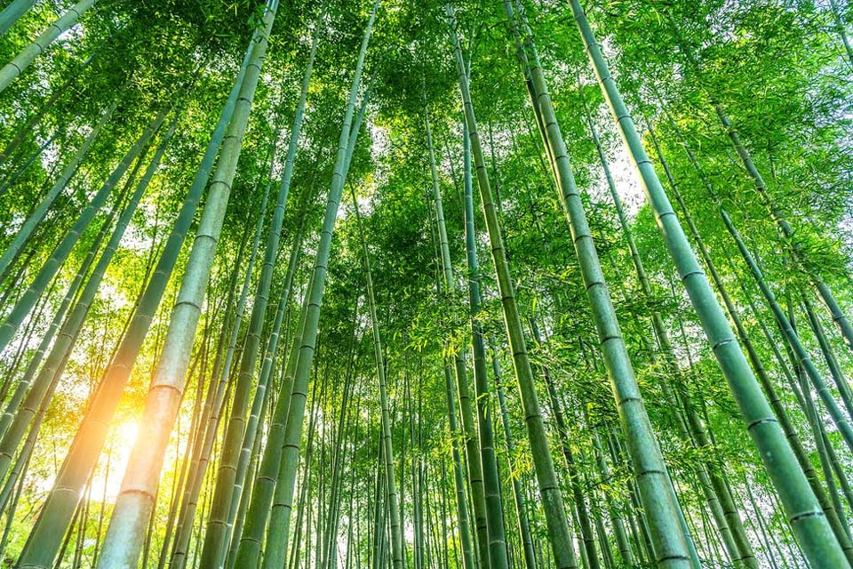 Banco da Amazônia disponibiliza linha de crédito para agricultores trabalhar com manejo florestal sustentável 