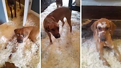 Filhote de cachorro destrói travesseiro 