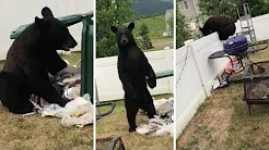 Homem confronta urso que invadiu seu quintal 