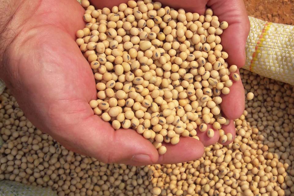 Rondônia mantém produtividade dentro da média nacional mesmo com reflexos do El Niño afetando o desenvolvimento da soja