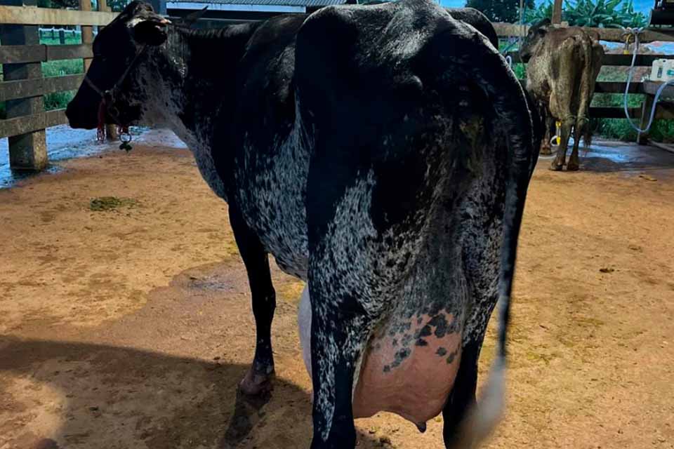 Com apoio do Governo produtores de Machadinho do Oeste se destacam em concurso leiteiro no Vale do Jamari