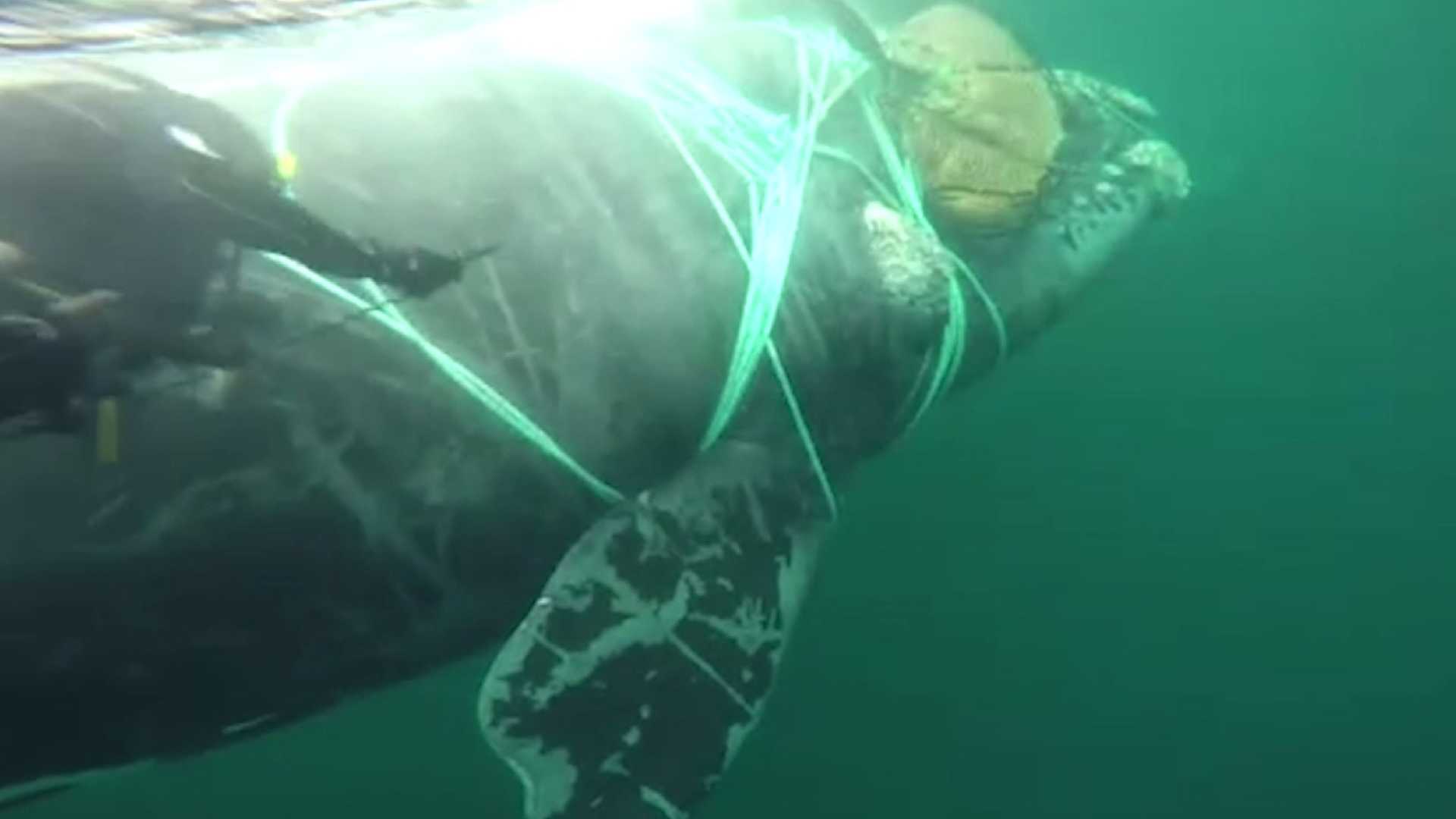 Marinha chilena liberta baleia presa em rede de pesca