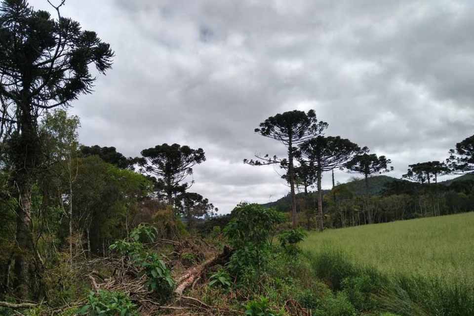 Aumento de 219% nas multas por desmatamento na Amazônia no 1º trimestre de 2023, aponta Ibama