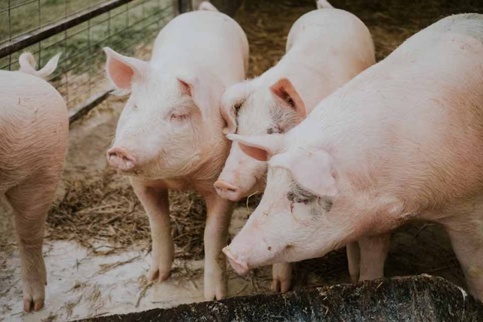 China volta a enfrentar surtos de peste suína que matou milhões de porcos