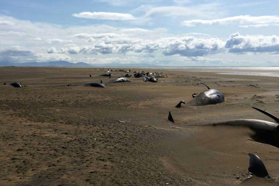 Congresso Mundial da Natureza começa com previsões sombrias