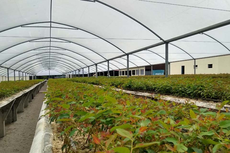 Parceria deve aumentar a produção de eucalipto na região do rio Machado e Sul de Rondônia