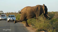 Elefante atravessa calmamente estrada na África