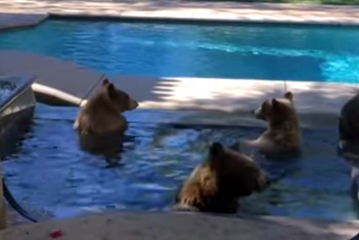 Família de urso é flagrada tomando banho em piscina 