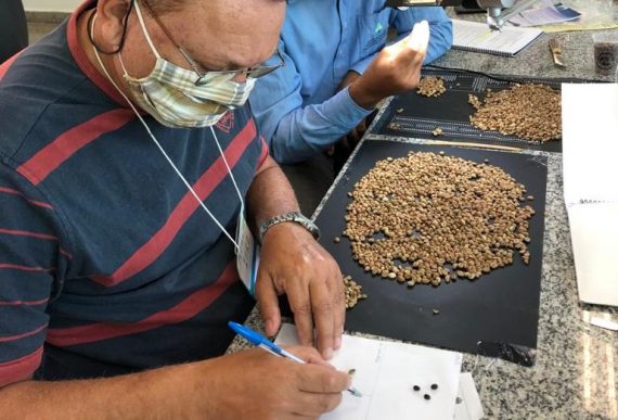 Curso para formação de classificadores de café vai contribuir para a melhoria da qualidade do produto em Rondônia