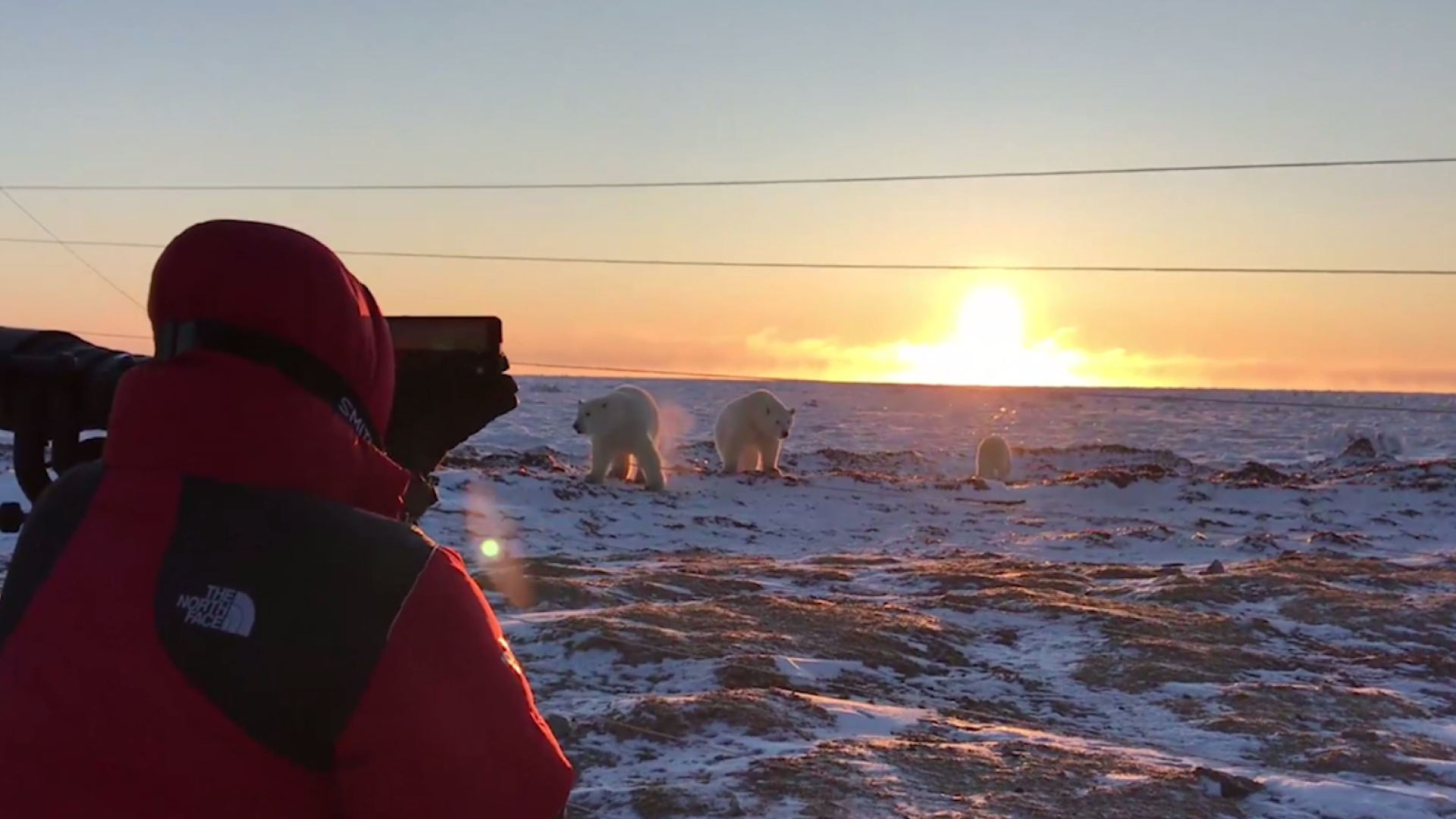 Ursos polares chegam bem perto de turistas
