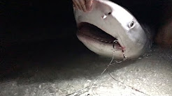 Homem salva tubarão com anzóis enferrujados na boca