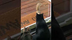 Esquilo provoca gatos em porta de vidro