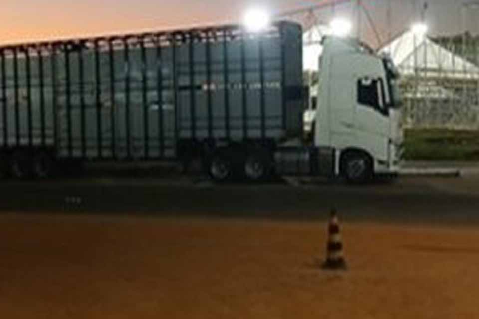 PRF apreende drogas em carreta carregada de bois na BR-364