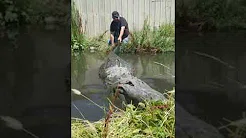 Homem puxa calda de jacaré e quase se dá mal 