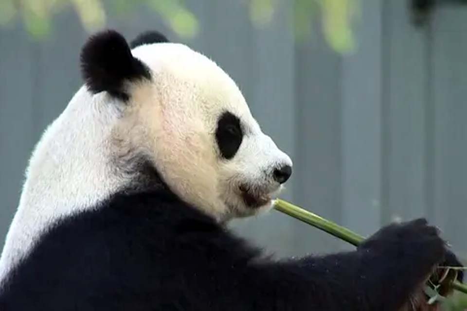 Pandas gigantes que estavam nos Estados Unidos são devolvidos para a China após 23 anos