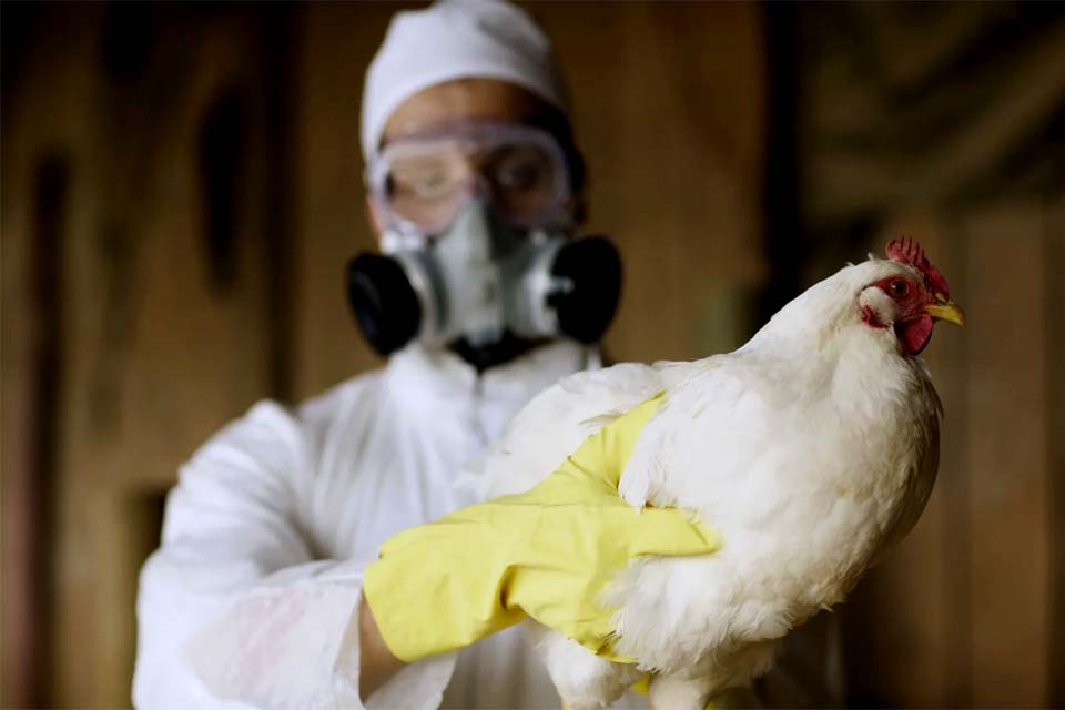 Argentina suspende exportações de frango após detectar primeiro caso de gripe aviária