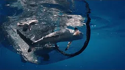 Mergulhadores salvam tubarão preso em rede de pesca