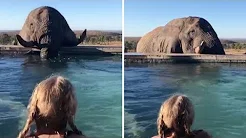 Elefante curioso toma água em piscina de hotel 