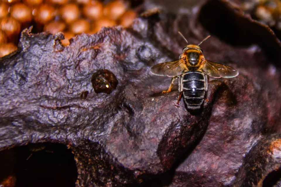 Governo de Rondônia investe em pesquisa para potencializar a produção de açaí no estado